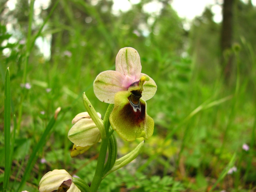 Ophrys Calliantha e Ophrys da determinare